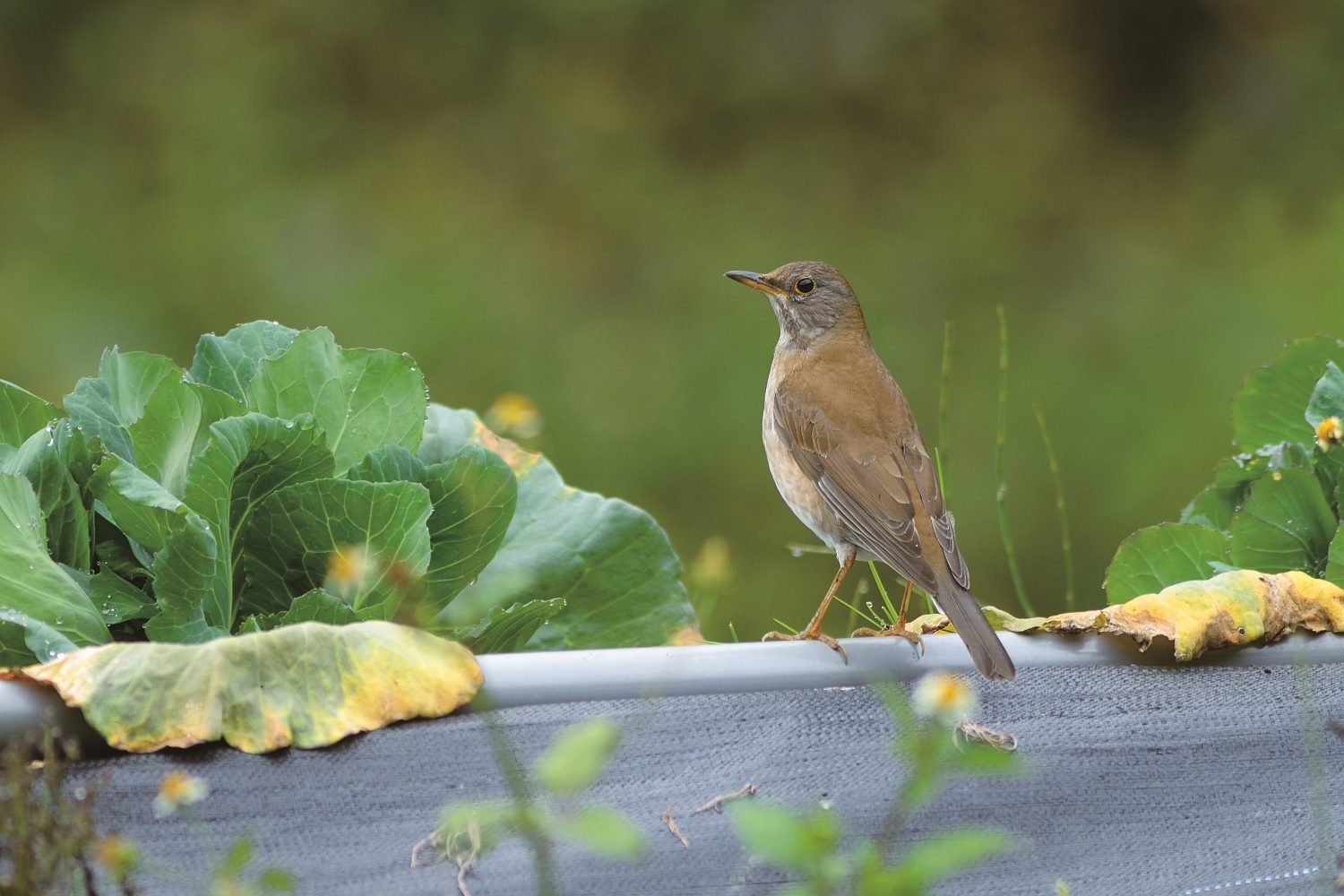 菜園中的白腹鶇／ 慈心有機農業發展基金會 提供（林青峰 攝）