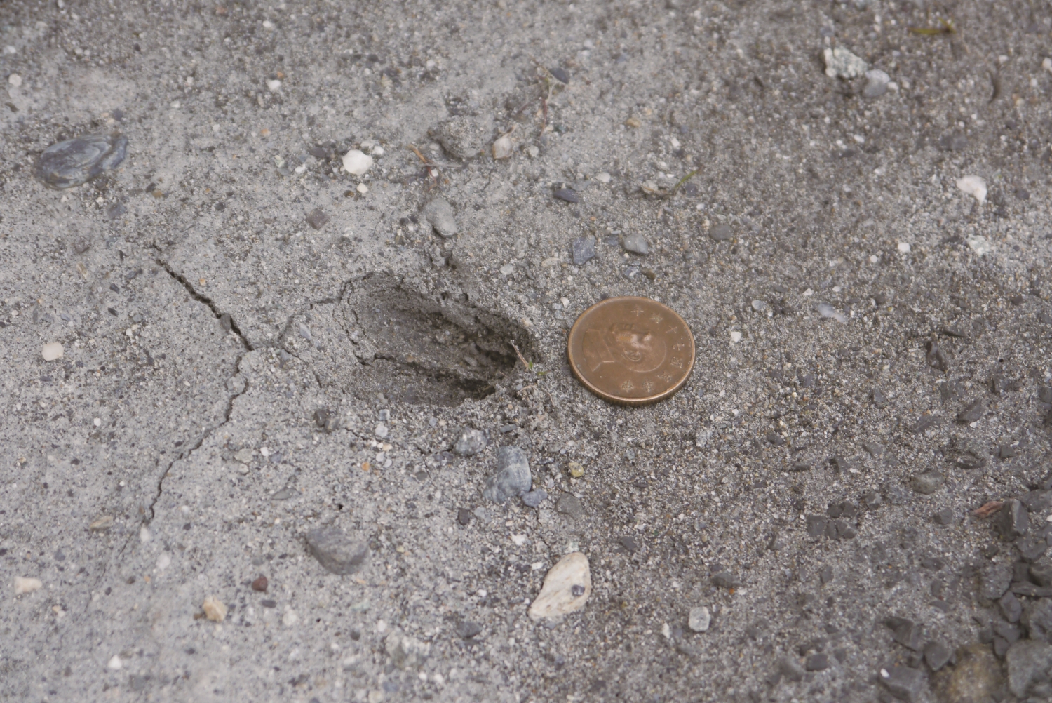 農田周圍發現的山羌腳印／ 慈心有機農業發展基金會 提供