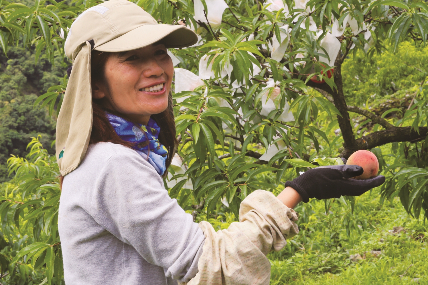 甜美的水蜜桃因不灑農藥經常被動物光顧，但也因此受到理念相同的消費者肯定／慈心有機農業發展基金會 提供（呂艷芳 攝）