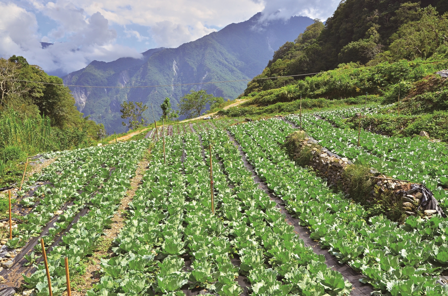 轉型友善農業後的西寶農場／林茂耀 攝