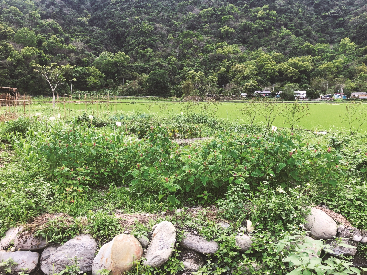 南安水稻田間開闢出一塊旱田作為「保種田」，為布農族獨特的植物建立保種示範點／蘇士雅 攝