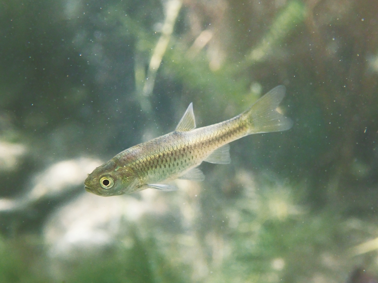 菊池氏細鯽／ 慈心有機農業發展基金會 提供（林青峰攝）