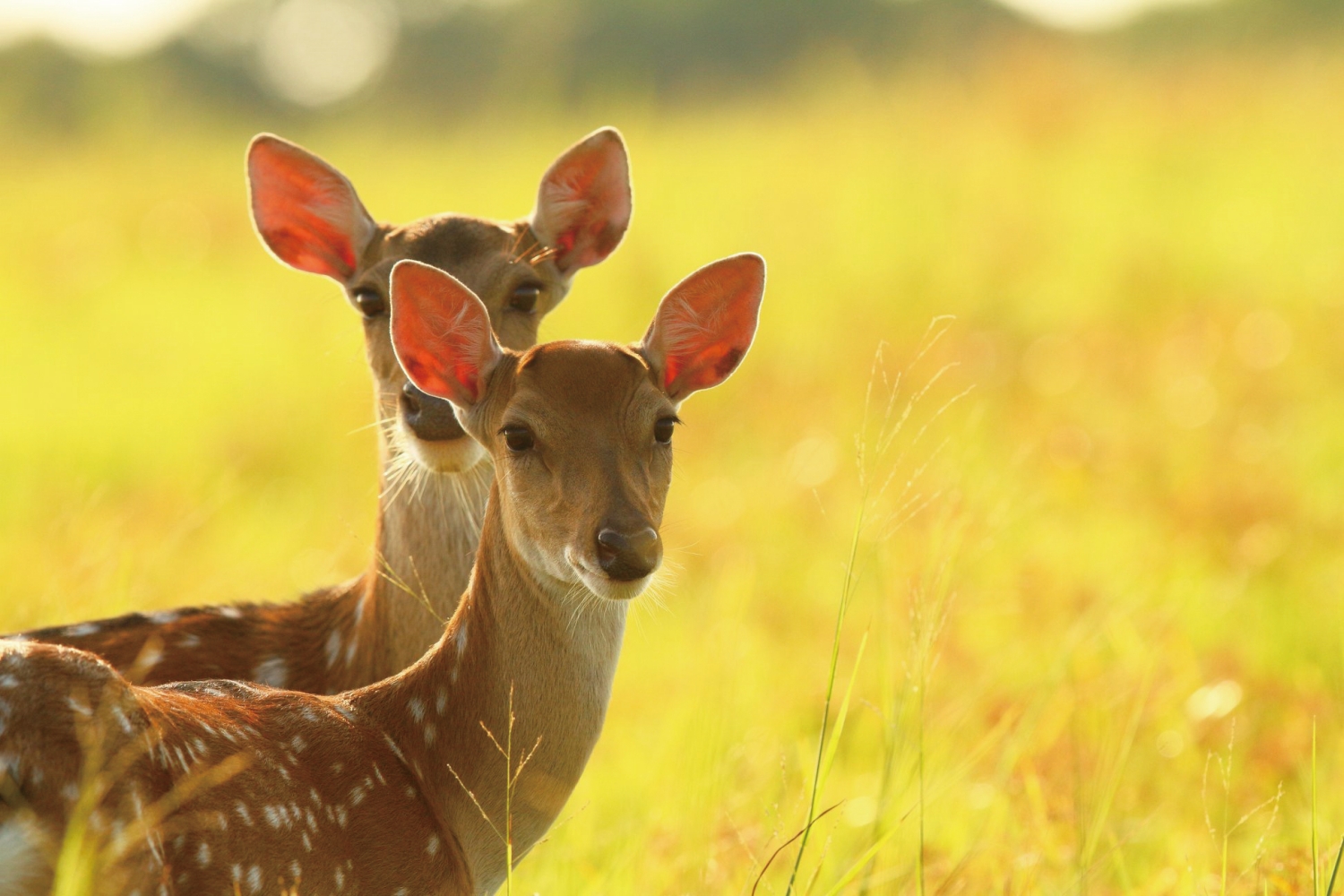 林蔭綠野尋鹿蹤-梅花鹿