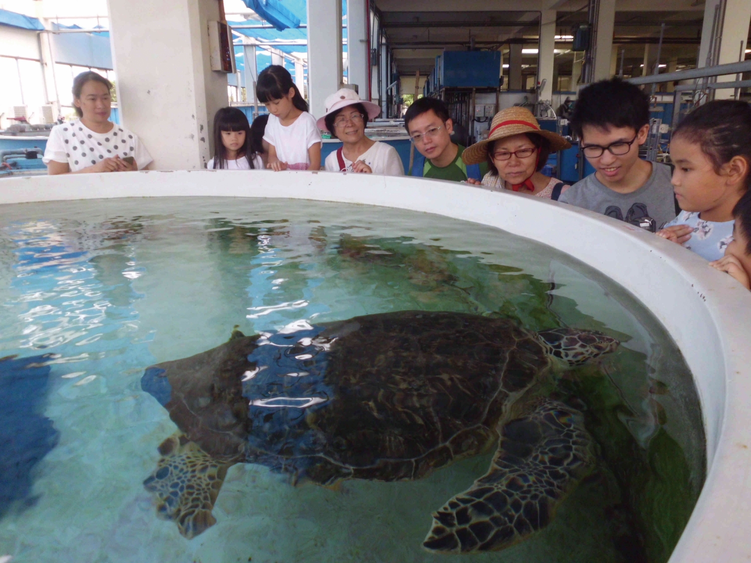 藍海星球—生活科學好好玩-觀察海龜