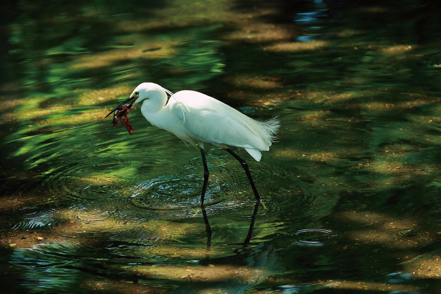 攝影比賽得獎作品-美味大餐洪詩坤攝