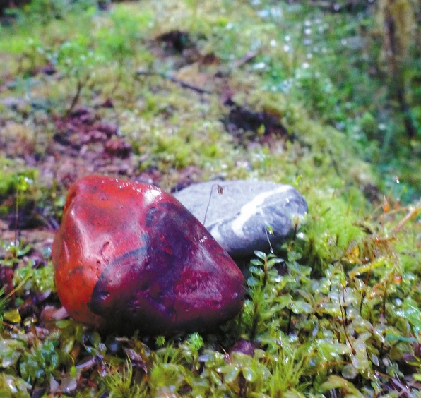 范欽慧寄給戈登的「臺灣石頭」，成為臺
灣寂靜山徑的起點／范欽慧 提供