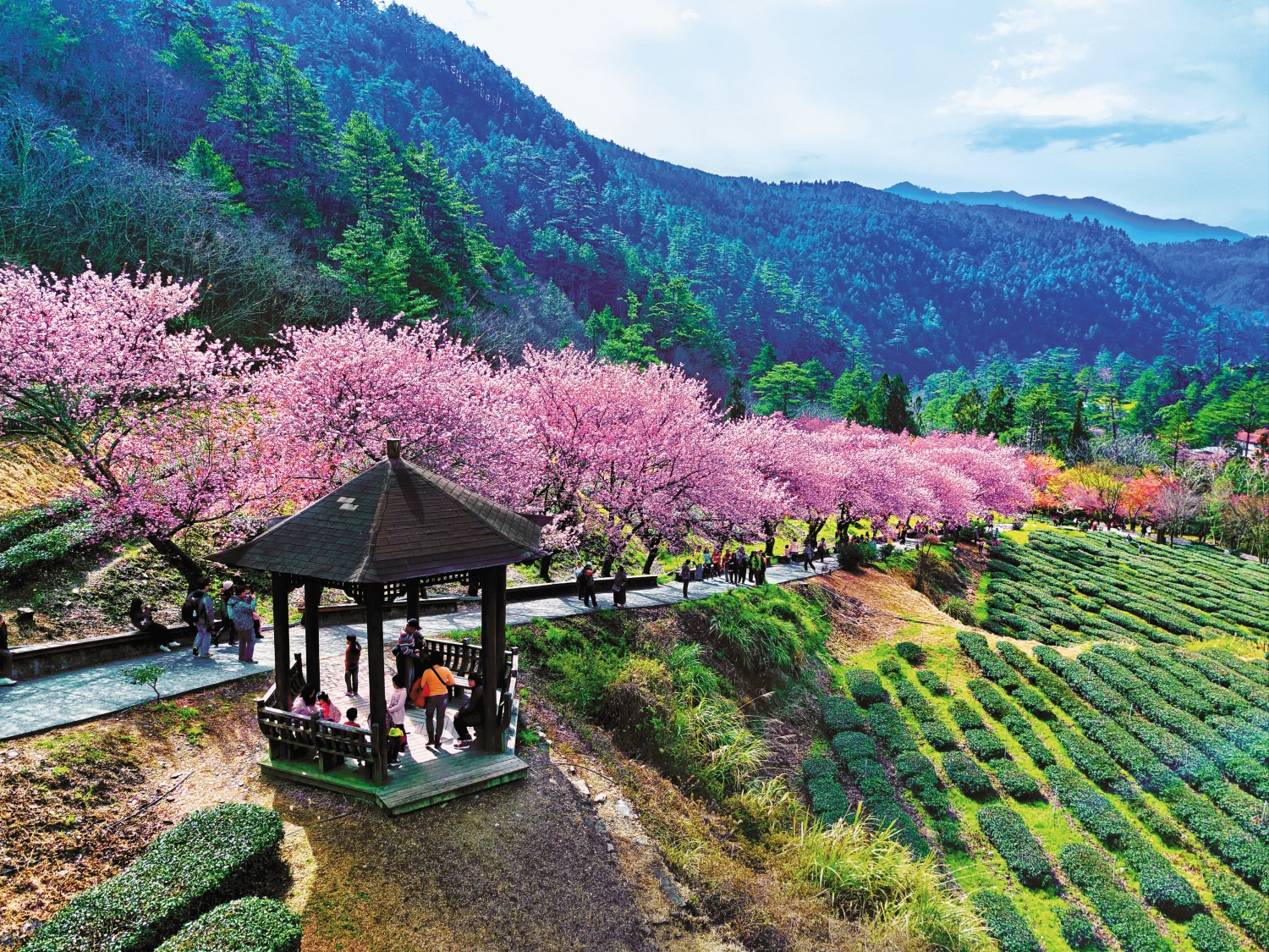 武陵櫻花季因車輛無法進入，騎四、五個小時機車也要紀錄美景／周文章 攝
