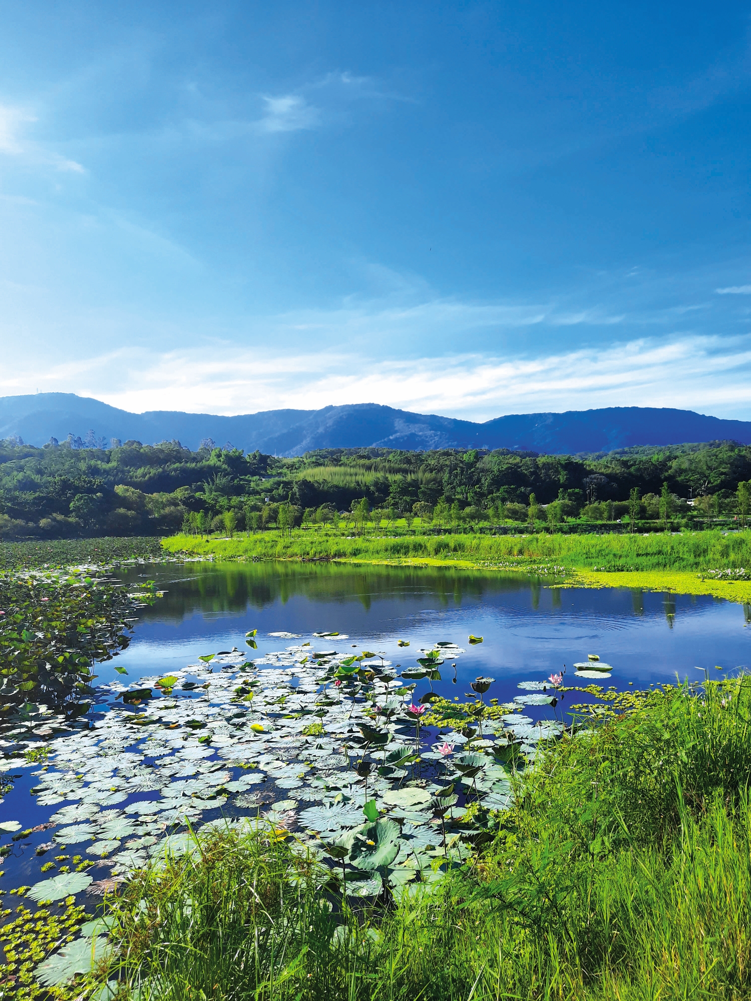 多樣性的水生植物也創造生態多元的棲息空間／王雅筠 攝