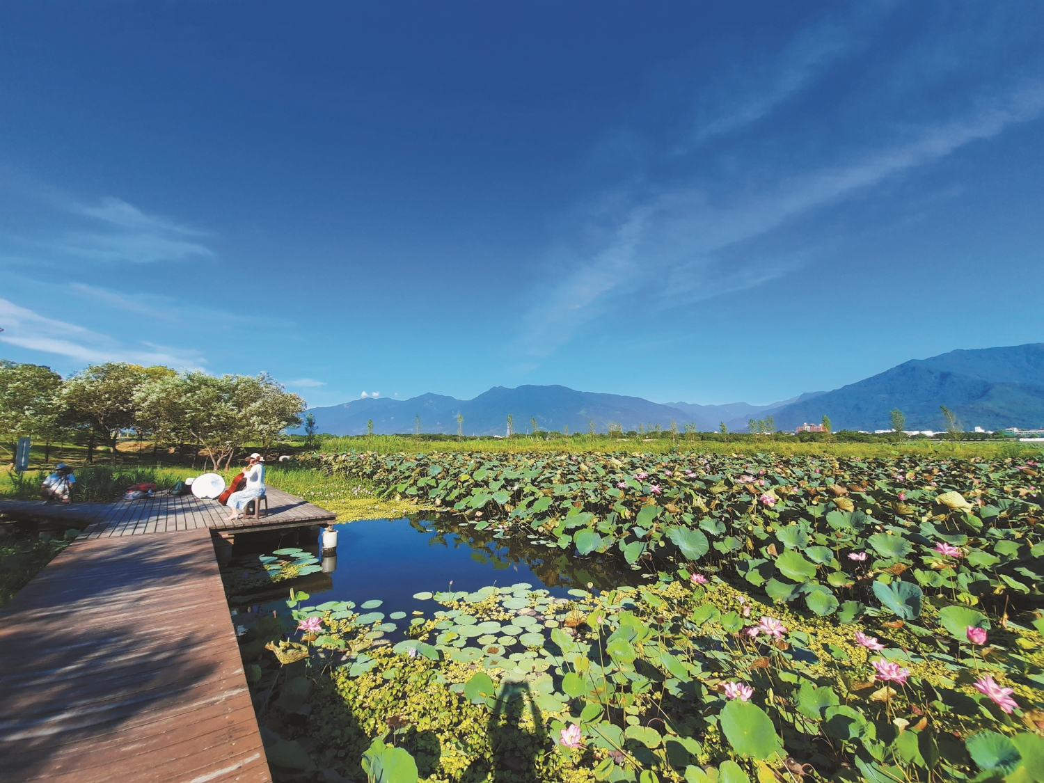步道穿梭蓮池成為許多藝文人士創作取景之地／王雅筠 攝