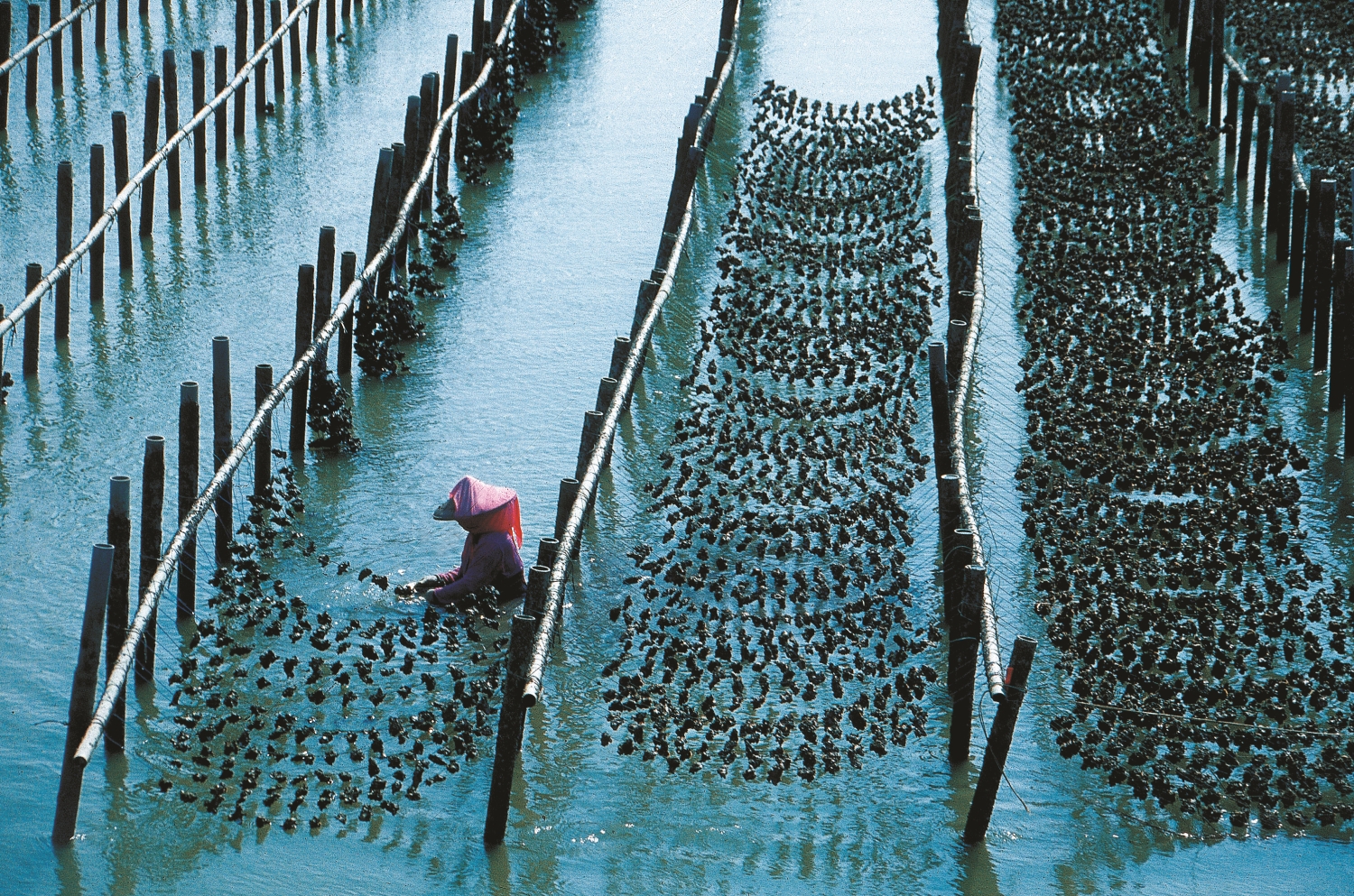 七股潟湖仍可見漁民辛勤養蚵,構成訴說在地故事的產業風景/台管處 提供(陳金源 攝)