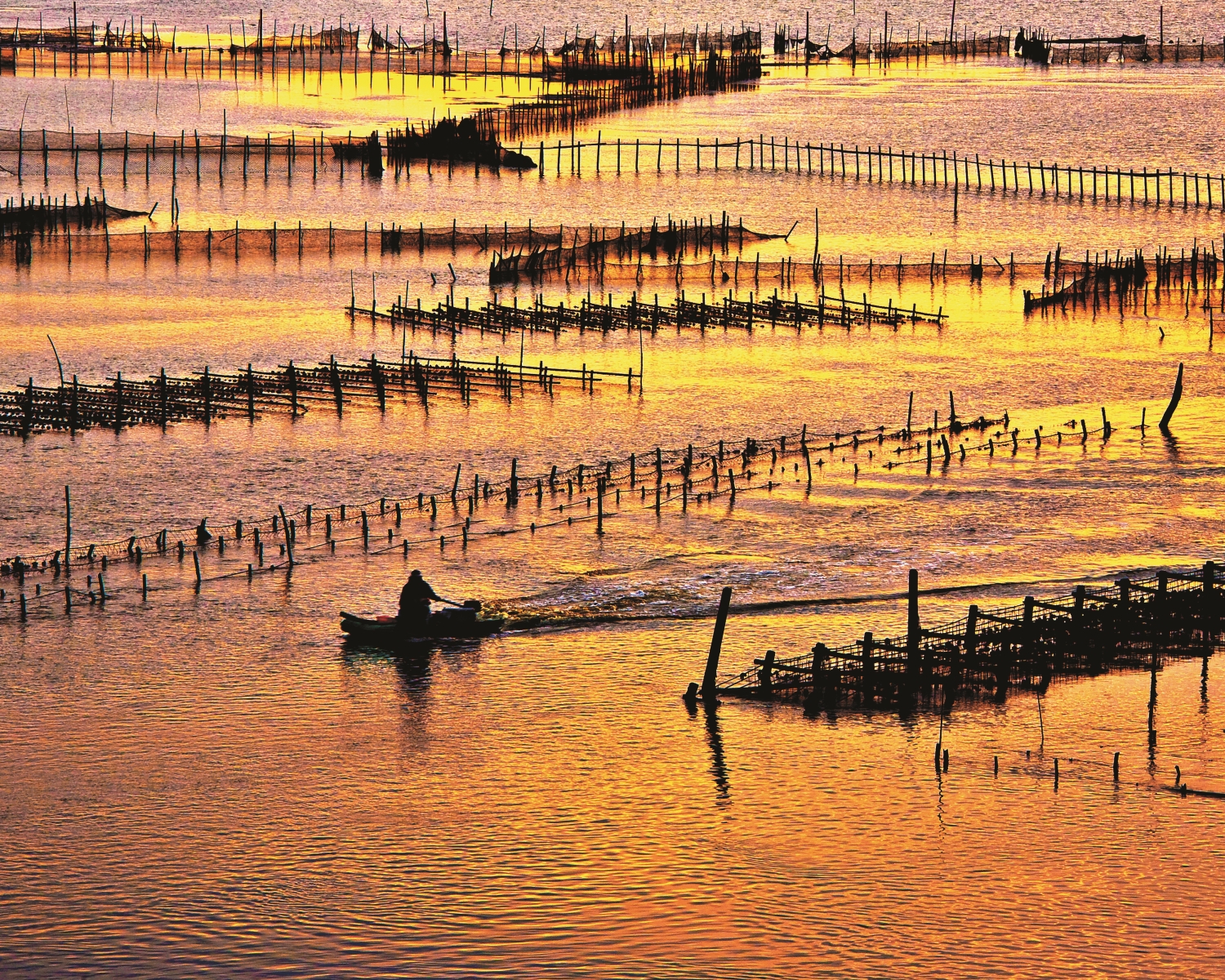 七股潟湖內除了蚵架,還能看到運用巧思設立的「Z」字形的漁網/台
管處 提供(劉漢隆 攝)