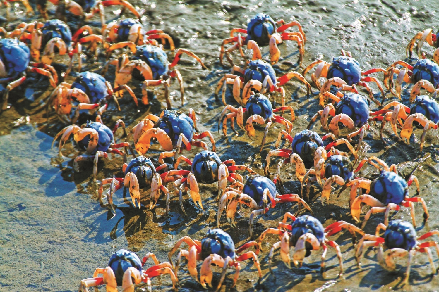 退潮時短指和尚蟹成群結隊覓食,有如軍隊行軍,故又稱「兵蟹」。且因圓形甲殼,使其向前行而不是橫走/台管處 提供