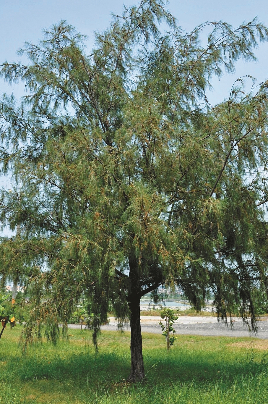 木麻黃因生長迅速,樹高且堅硬抗風力強,可植於海邊,是防風固林的常見樹種之一/台管處 提供