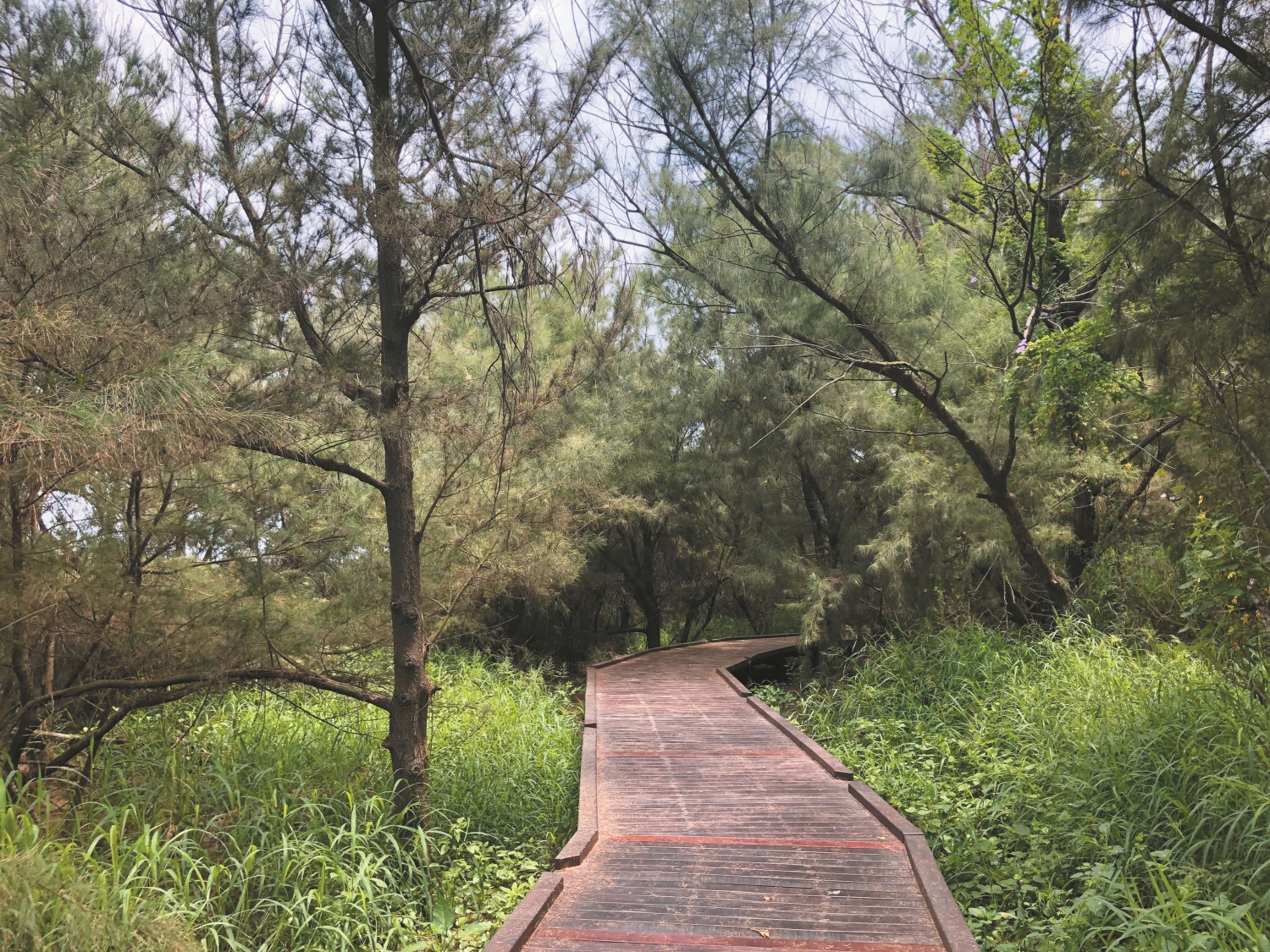 走入木麻黃林間,高低錯落的植被讓人忘記正走在被海洋包圍的沙洲上/台管處 提供