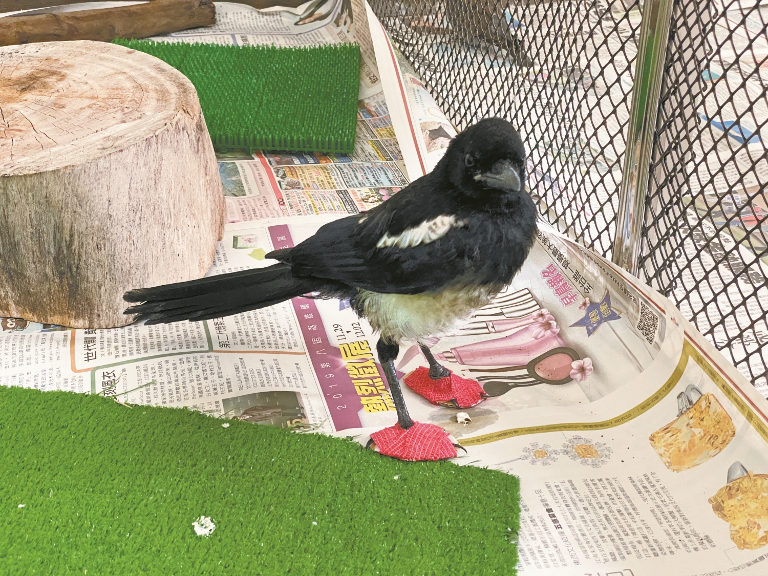 受傷喜鵲進行固定包紮/金門縣野生動物救援暨保育協會 提供