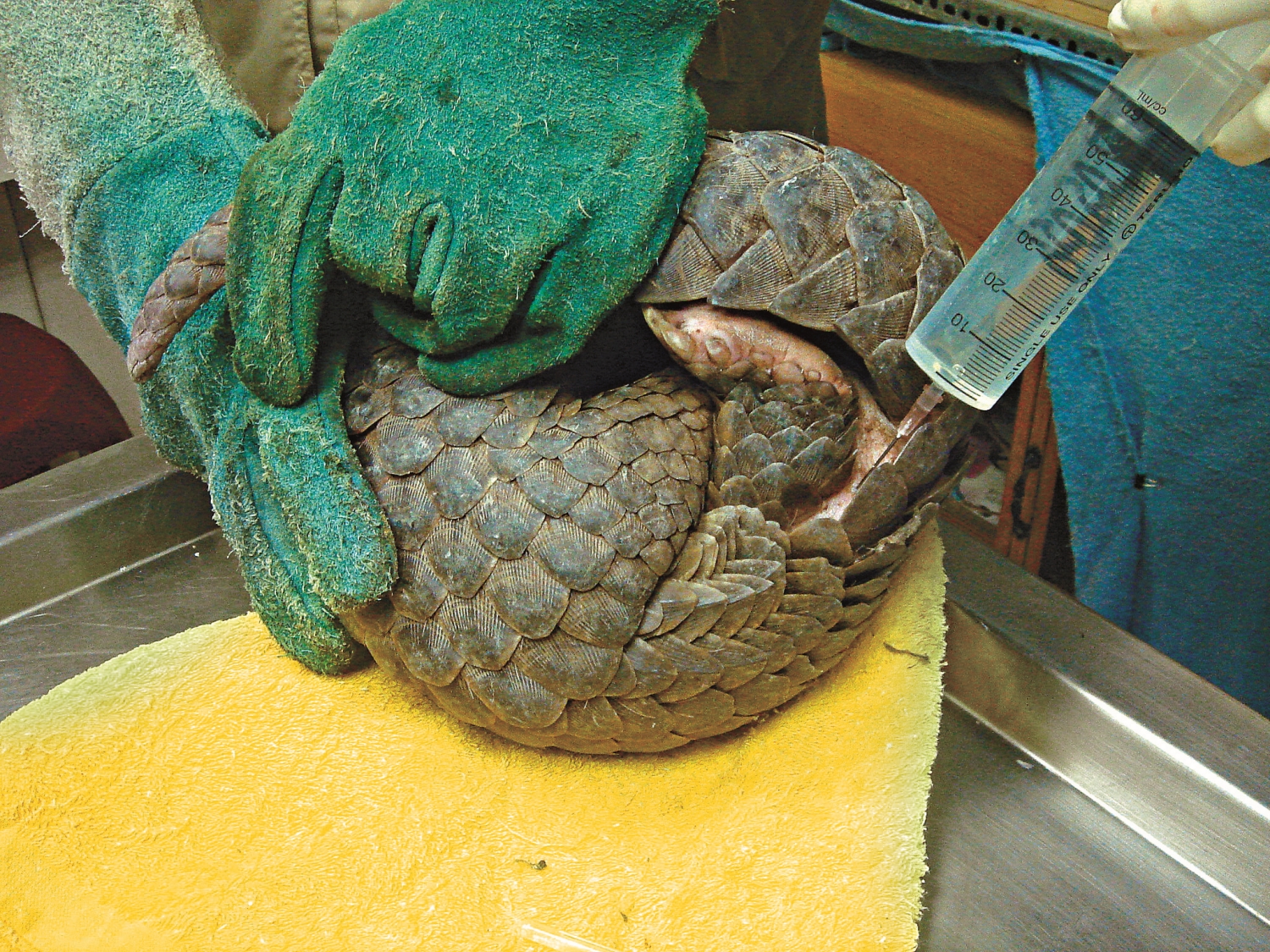 特生中心人員正在為收治的穿山甲注射生理食鹽水/林德恩 攝