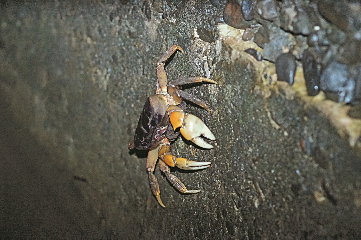 墾丁國家公園監測陸蟹生態多年,與路殺社交流將使彼此資
料更加完整,成為保育陸蟹的厚實基礎/楊政峰 攝