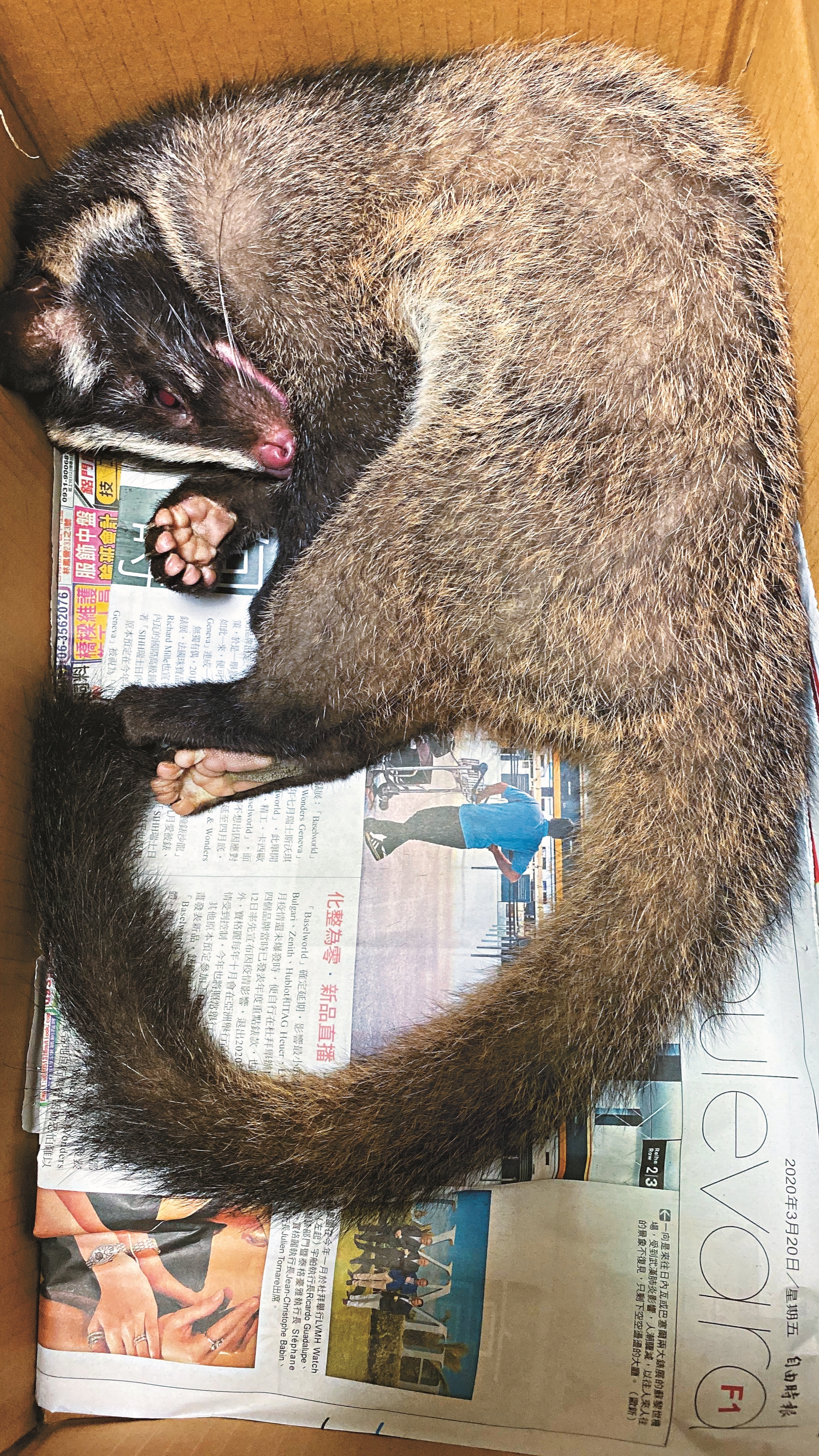 屬於保育類動物的野生白鼻心,是特生中心的「常客」之一機/林德恩 攝