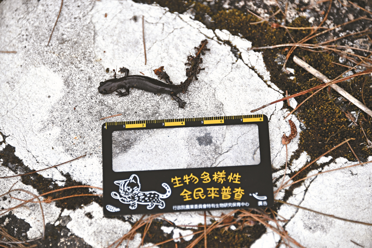 志工以卡片量尺測量紀錄阿里山山椒魚,測量完畢後將其移到適合生長的濕地/周伴昇 攝