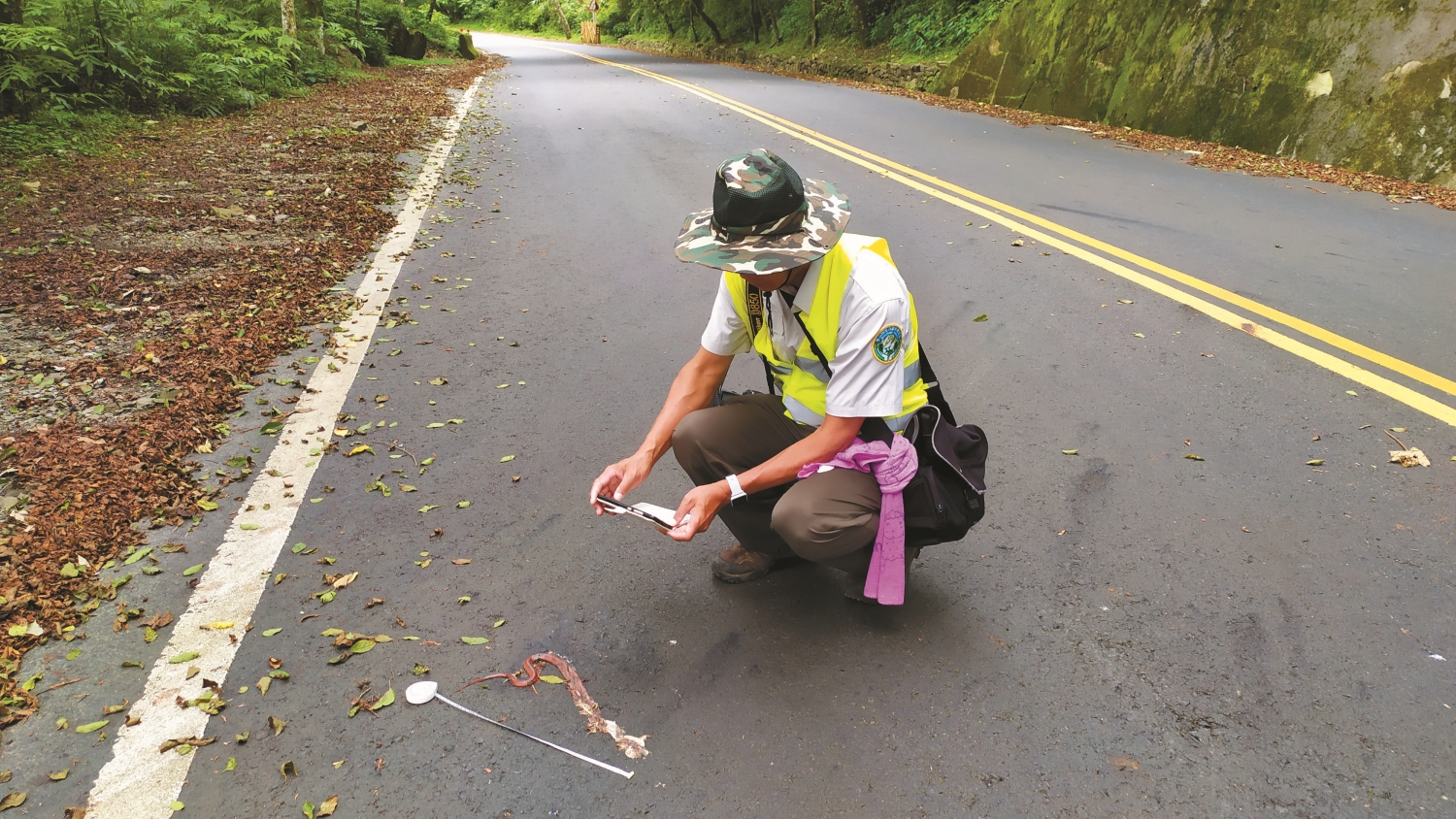 志工紀錄遭輾斃的菊池氏龜殼花/周伴昇 攝