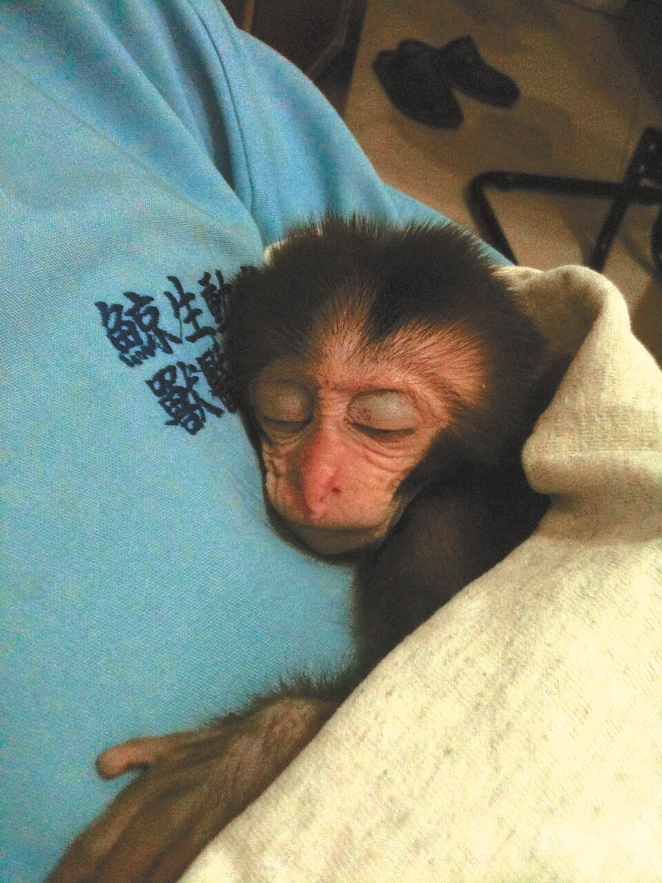 被救起的小獼猴在醫師懷中睡得香甜/錢興華 提供