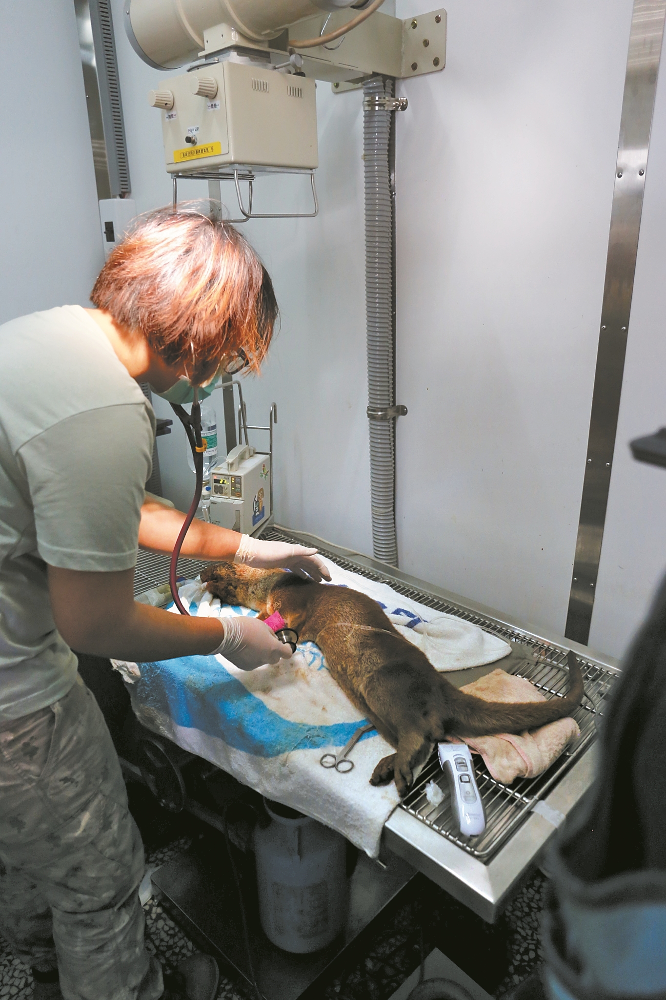 醫師正在執行金門水獺救傷/金門縣野生動物救援暨保育協會 提供