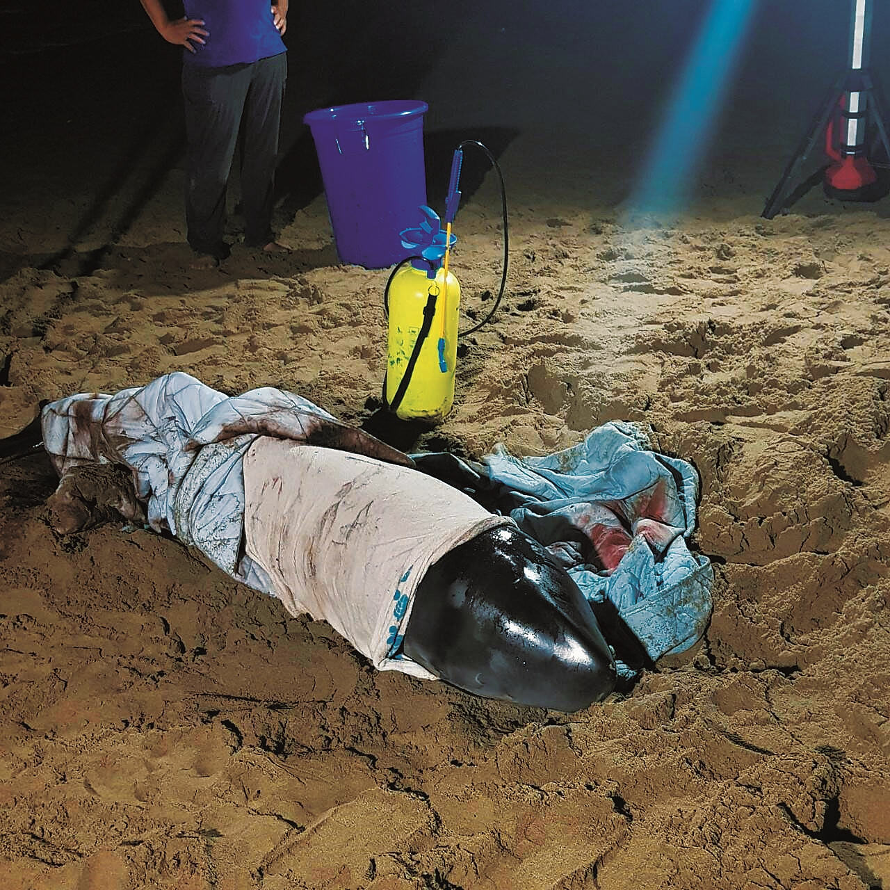 錢興華與熱心人士、海巡人員徹夜照顧擱淺的小抹香鯨/錢興華 提供