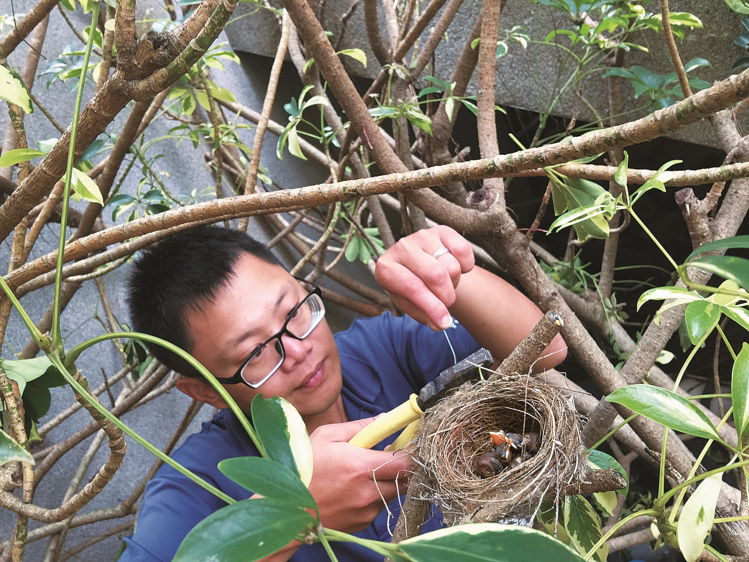 為遭修剪樹木導致落巢之白頭翁重新固定鳥巢/金門縣野生動物救援暨保育協會 提供