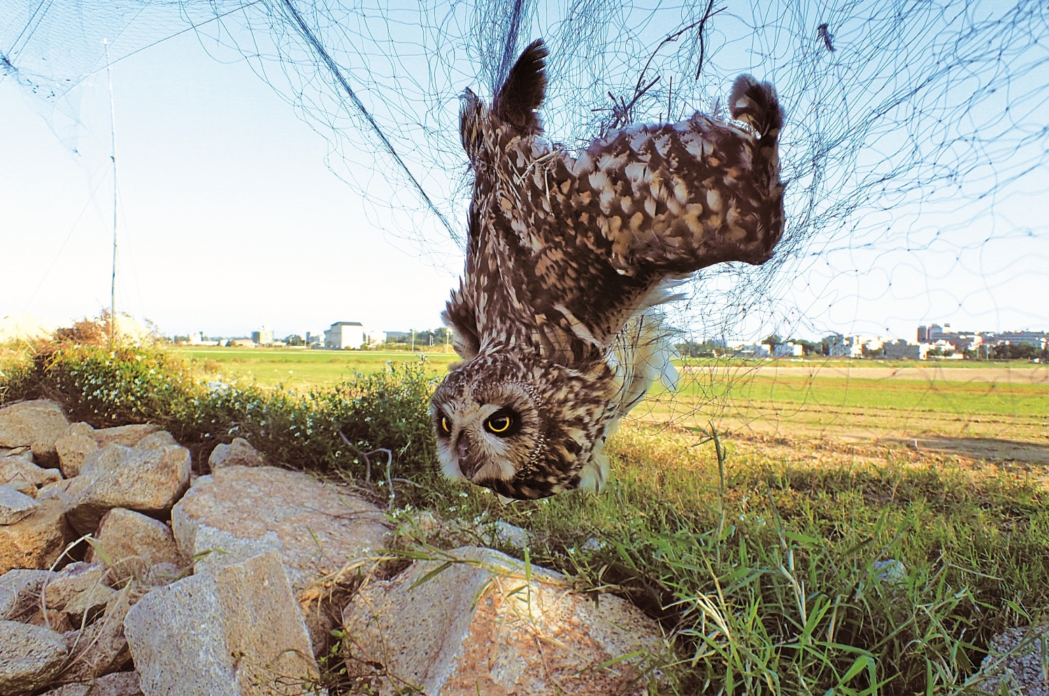 短耳鴞掛網/張瀚柏 攝