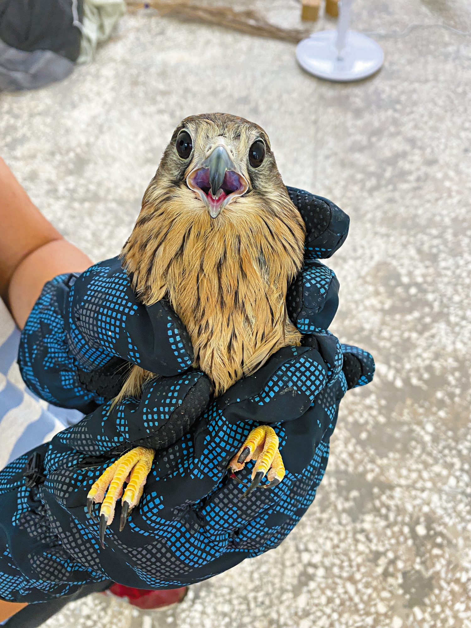 紅隼保定/金門縣野生動物救援暨保育協會 提供