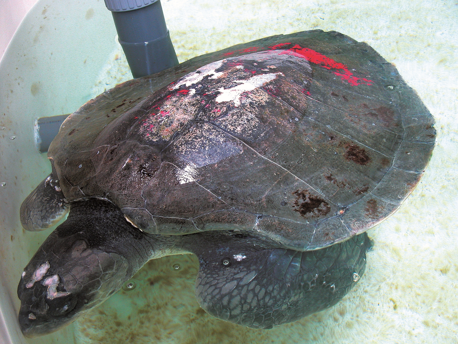 背部遭塗紅漆的欖蠵龜/澎湖海生中心 提供