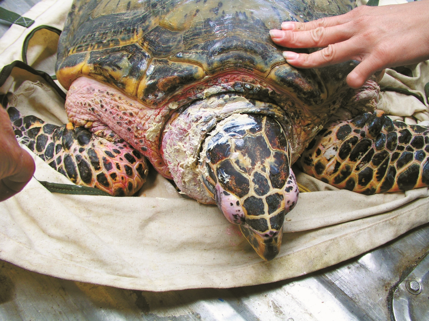 為受傷的玳瑁塗上特製膏藥/澎湖海生中心 提供