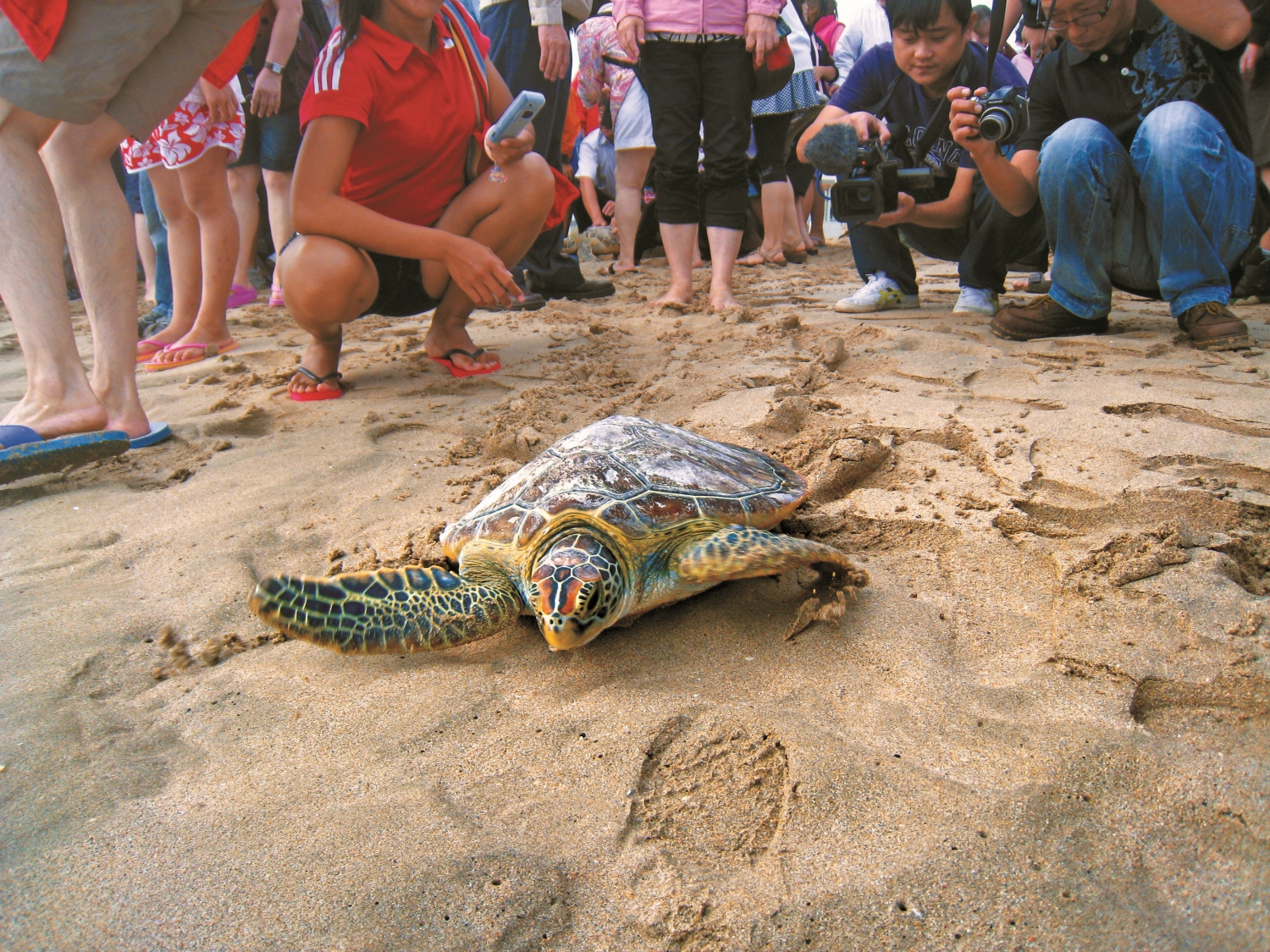 在眾人關注見證下,海龜踏上「返家」之路/澎湖海生中心 提供