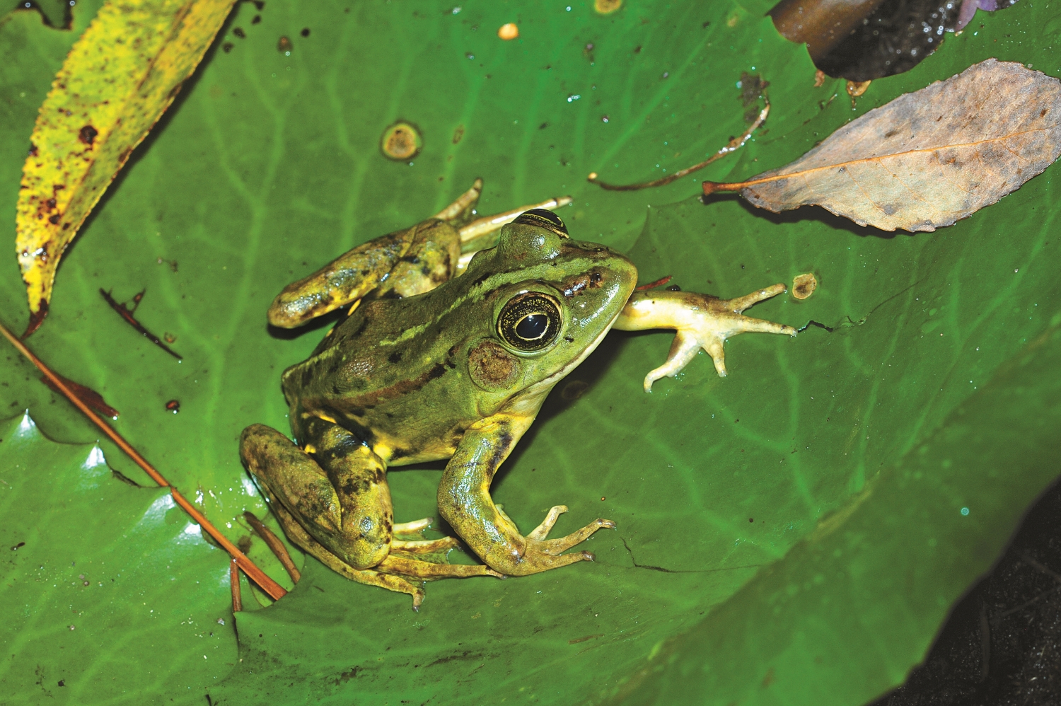 金線蛙過去常見於臺灣平地、農田,近年來由於農地變更及農藥濫用,數量及分布範圍已逐漸減少,這也是目前臺灣蛙類所面臨的共同問題/李鵬翔 攝