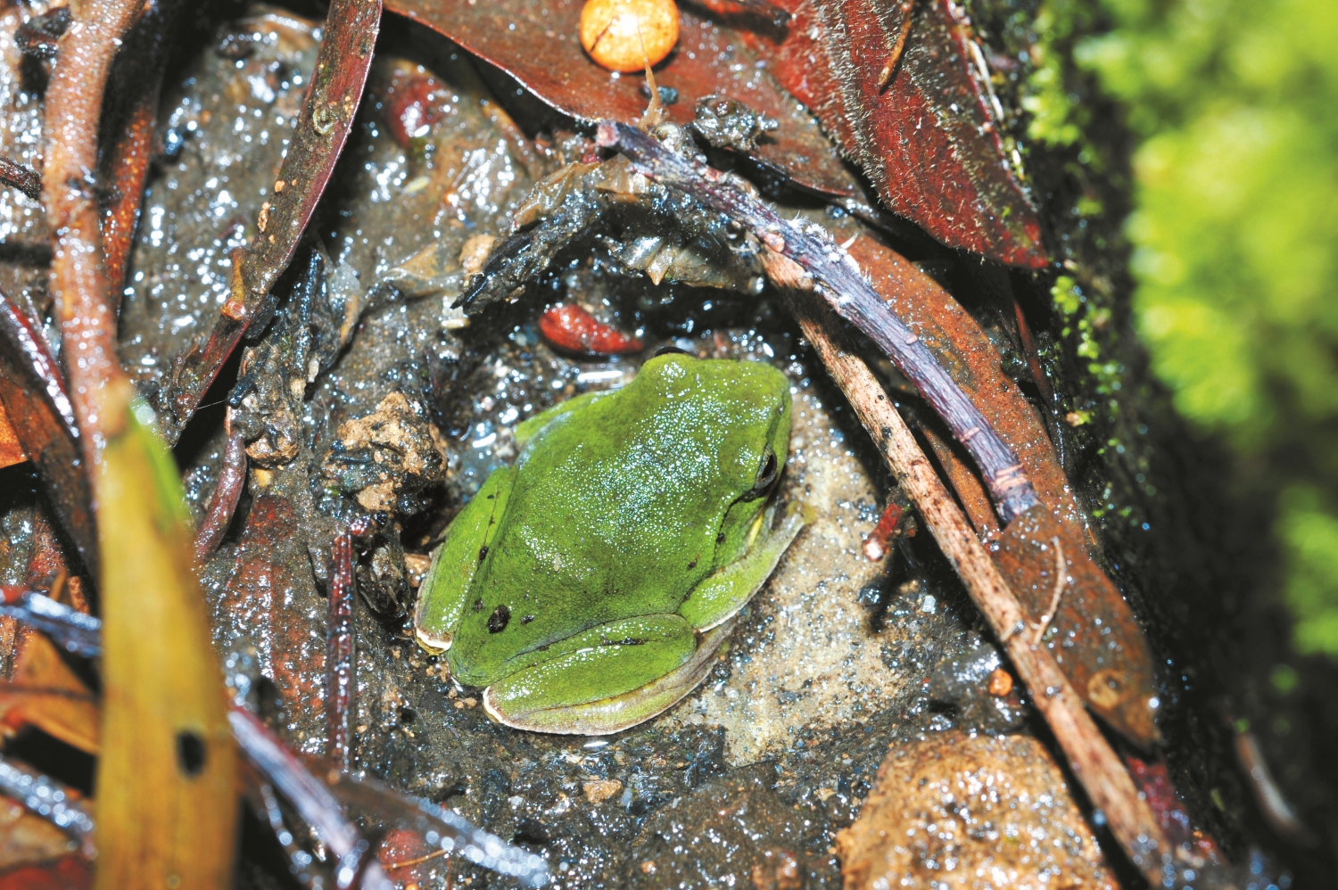 臺北樹蛙為臺灣特有種,只有在冬天繁殖時能聽見鳴叫聲。此外,雄蛙會在泥土築巢吸引雌蛙,「挖洞」可說是其最與眾不同的特色/李鵬翔 攝