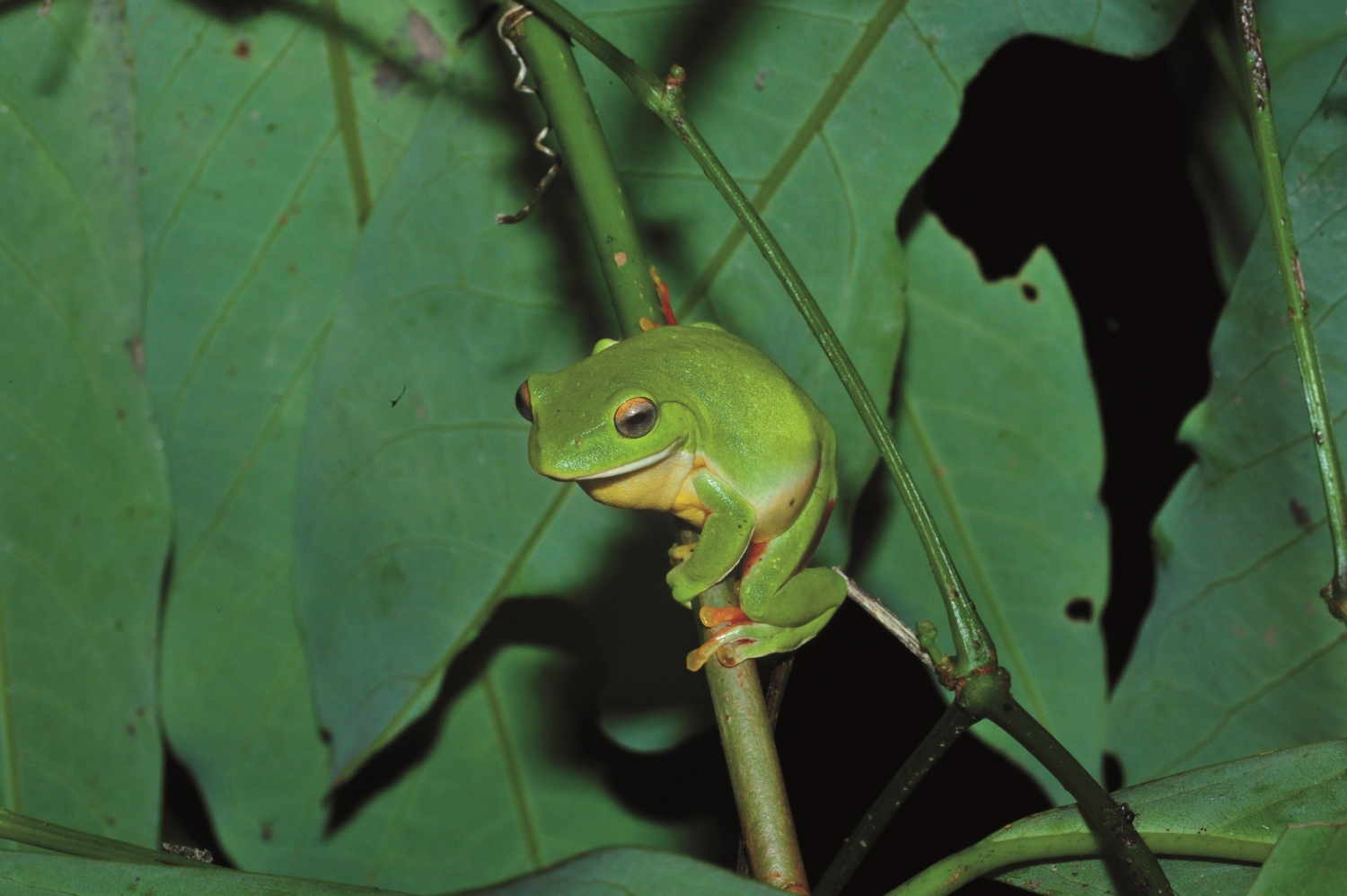 莫氏樹蛙為臺灣特有種,雄蛙有單一外鳴囊,叫聲響亮,如同火雞叫般的一長串「呱—阿呱呱呱呱呱呱」/李鵬翔 攝