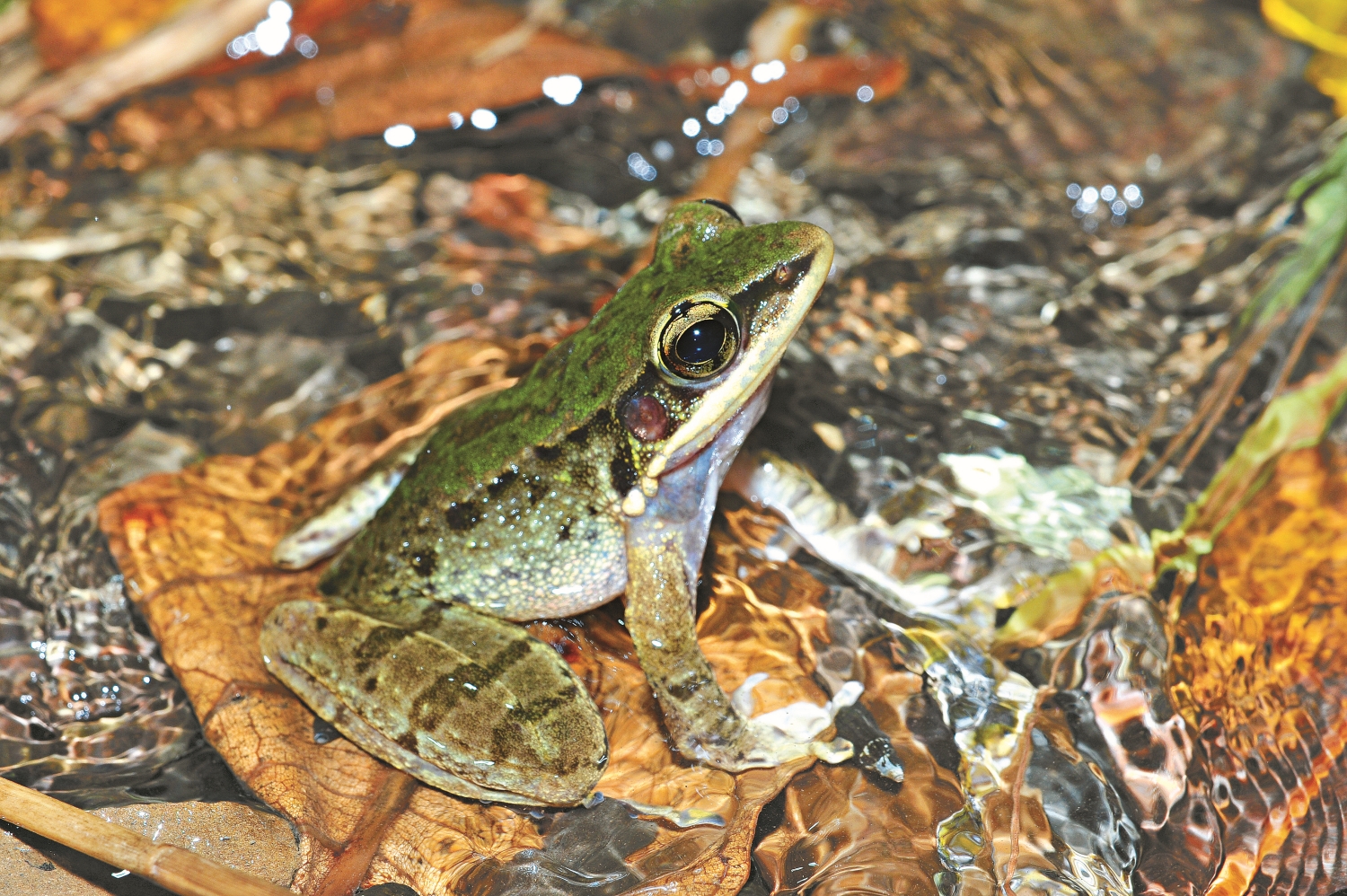 斯文豪氏赤蛙叫聲「啾」很像鳥叫,因此又稱為「騙人鳥」,也有人稱牠們為「鳥蛙」/李鵬翔 攝