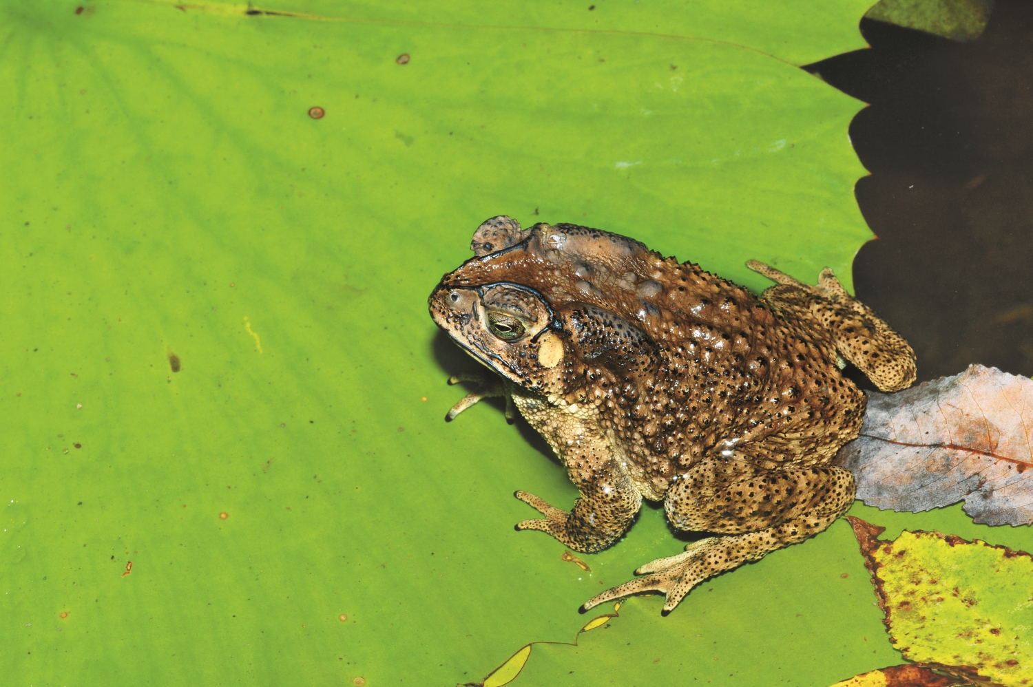 黑眶蟾蜍春夏繁殖期常群聚於水池,發出急促、響亮的「嘓嘓嘓嘓嘓嘓」聲求偶/李鵬翔 攝
