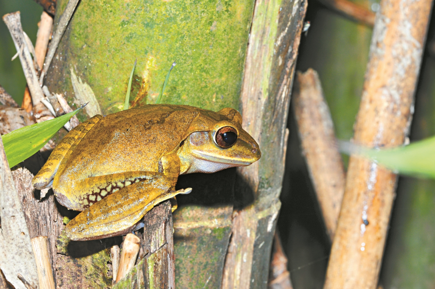 快速擴散的外來種斑腿樹蛙,自2006 年發現以來排擠臺灣原生蛙類成為優勢種,2011 年開始進行監測及移除/李鵬翔 攝