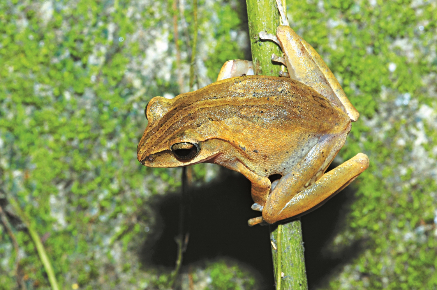 舊稱白頷樹蛙的布氏樹蛙,為臺灣原生種,與外來種斑腿樹蛙成蛙的體型大小、顏色或花紋都十分相似/李鵬翔 攝