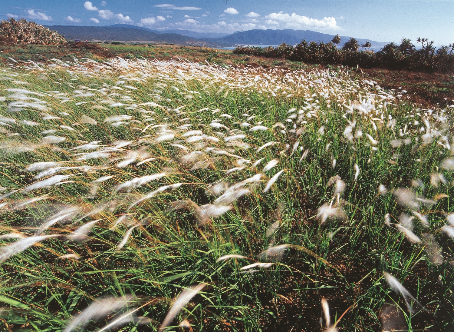 落山風捎來的訊息