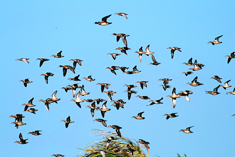 濕樂園—龍鑾潭水鳥嘉年華