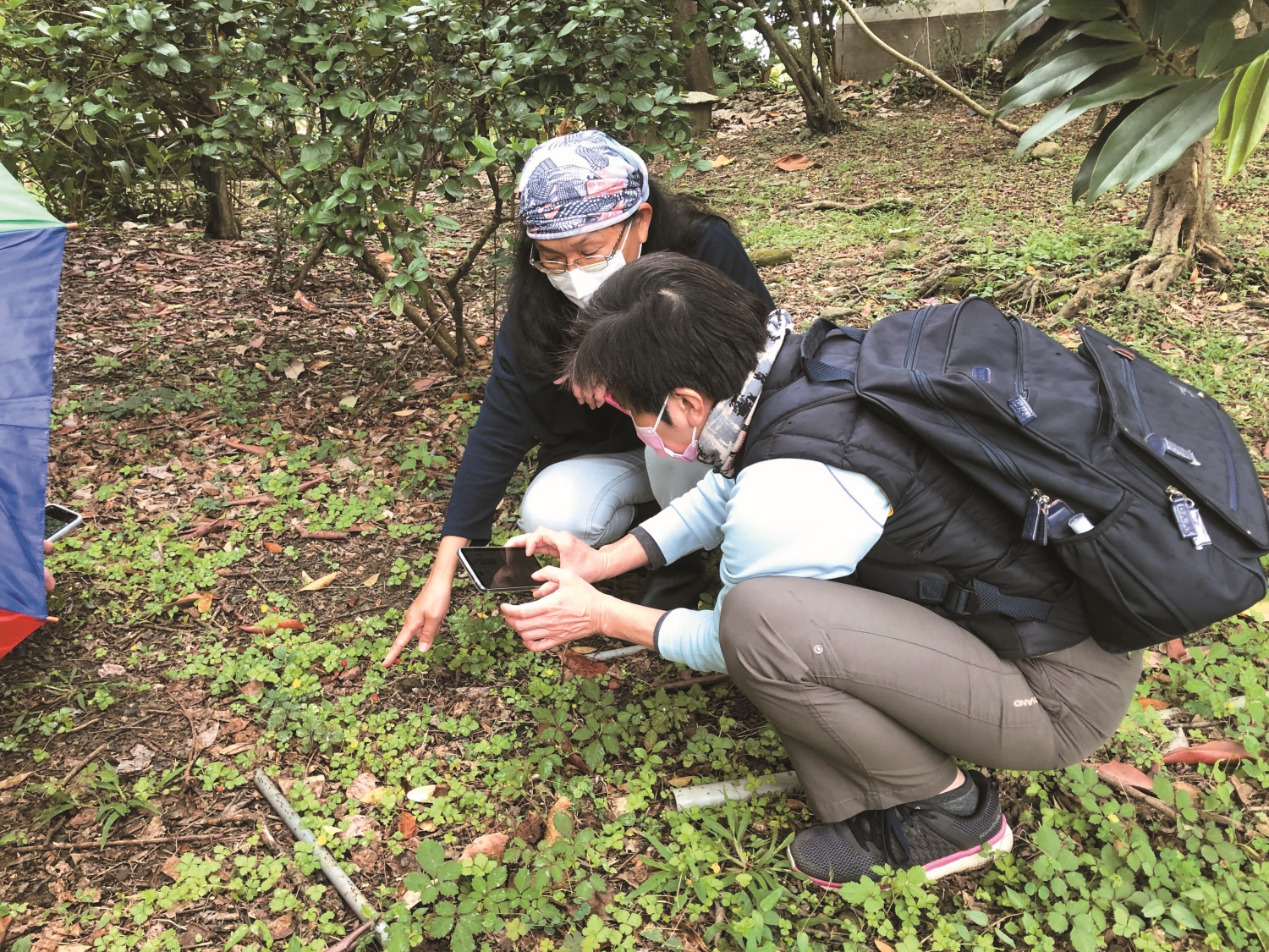 使用手機紀錄草坪上的臺灣蛇莓／林政道 提供