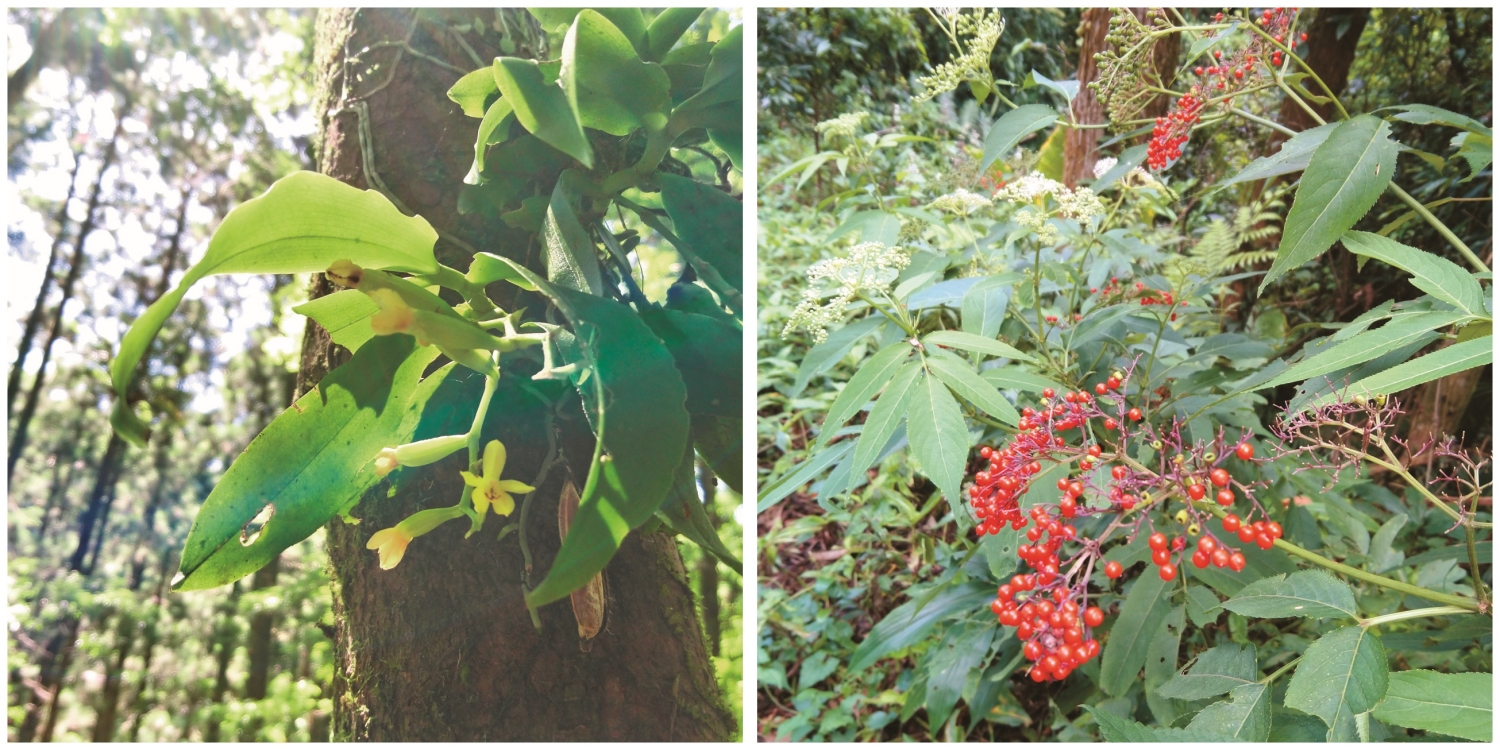 生活中觀察資訊的彙集就能夠為臺灣的生物資料庫建置做出貢獻／呂慧穎