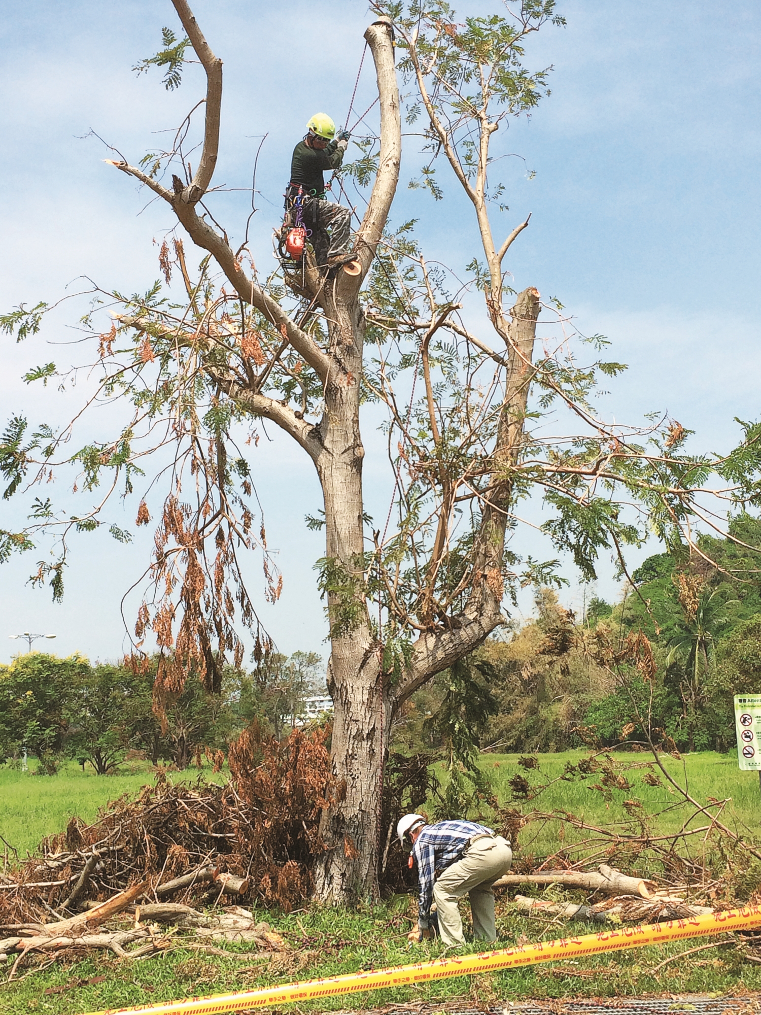 颱風過後協助園區清除危木/自管處 提供