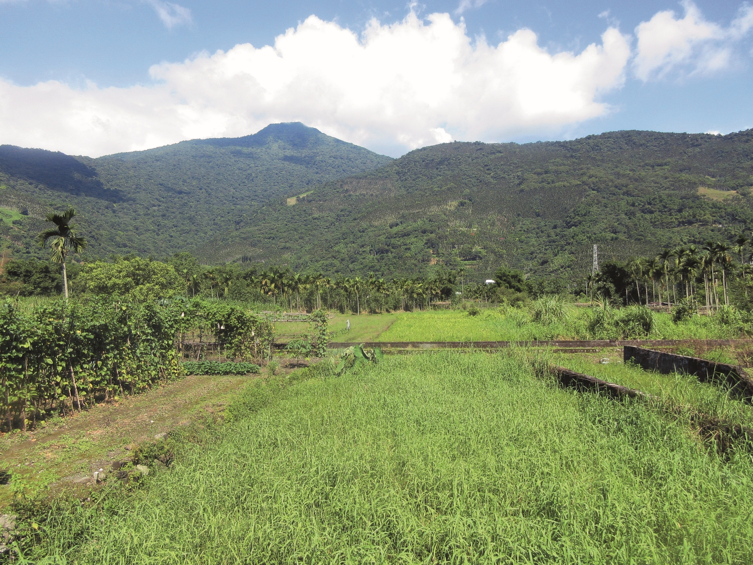 從馬太鞍濕地仰望馬錫山／洄瀾風生態有限公司 提供