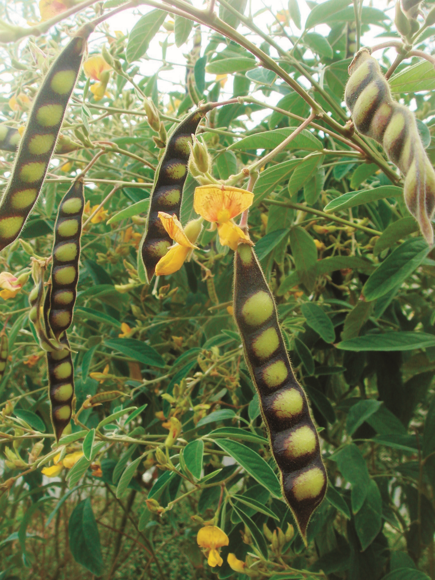 樹豆／千甲聚落CSA 提供（來源：https://www.flickr.com/photos/76980187@N04/8199328464）