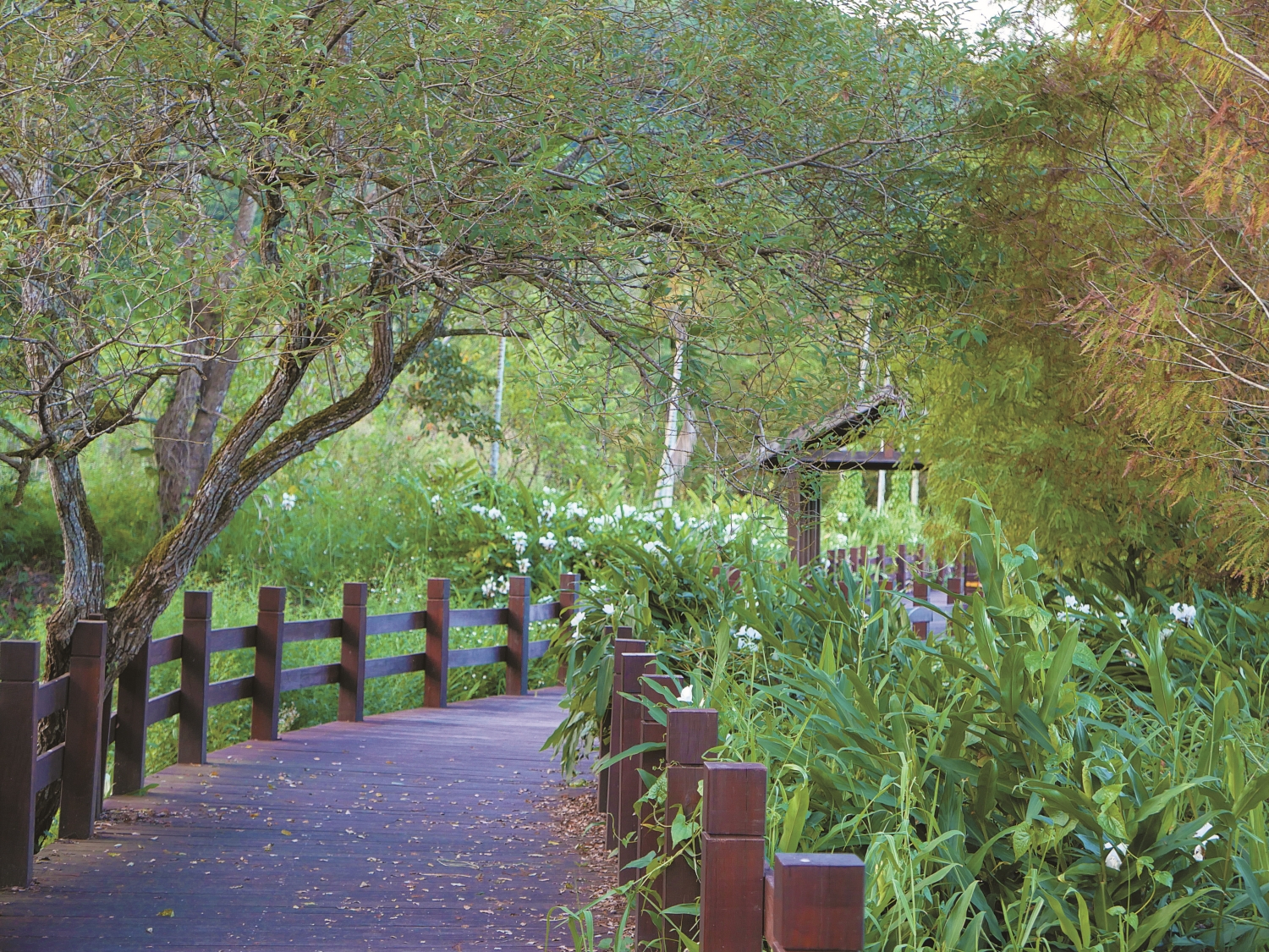 2001 年馬太鞍濕地生態園區推出後，開始有了木棧道等遊憩解說設施的設置／呂慧穎 攝