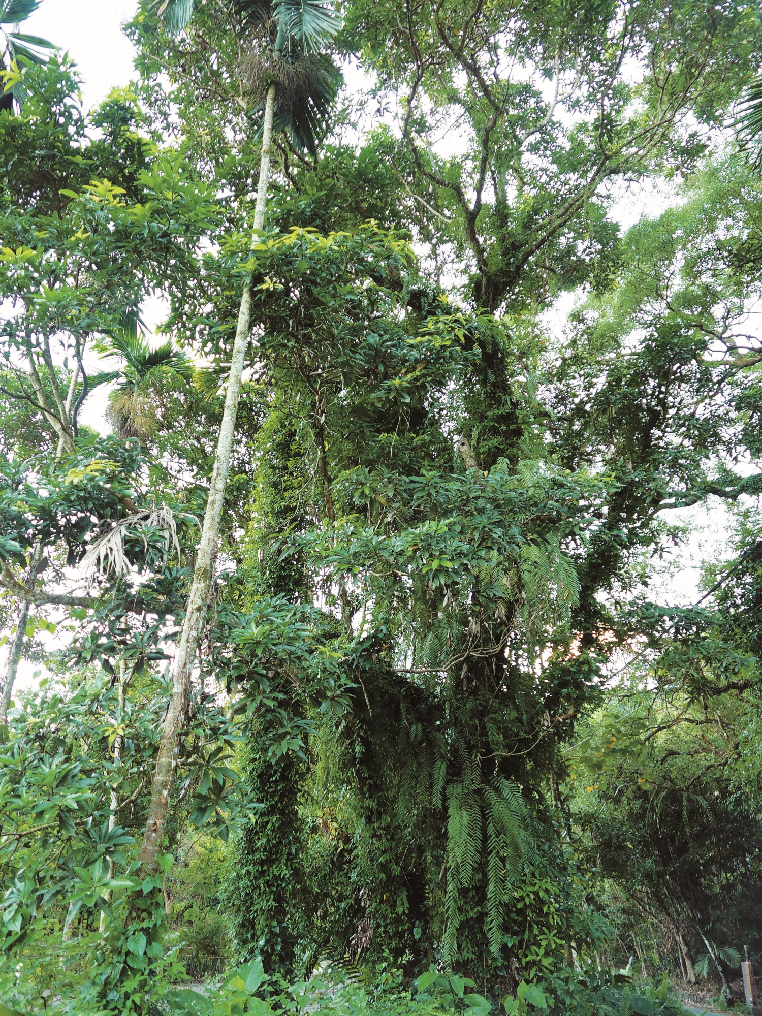 被稱為「魔鬼樹」的紅楠大樹／呂慧穎 攝