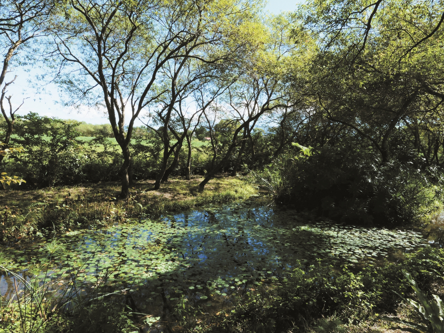 楊國政在加強版Daluan（工寮小屋）外營造的棲地，是他對於馬太鞍濕地的願景／呂慧穎 攝